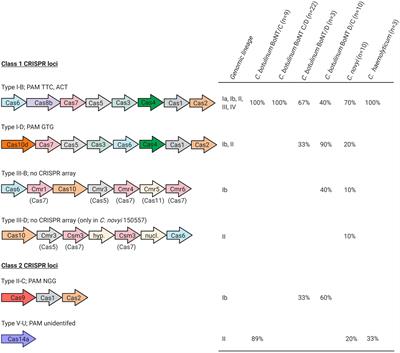 Exploration of the Diversity of Clustered Regularly Interspaced Short Palindromic Repeats-Cas Systems in Clostridium novyi sensu lato